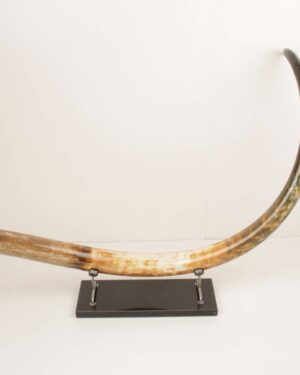 tusk for sale