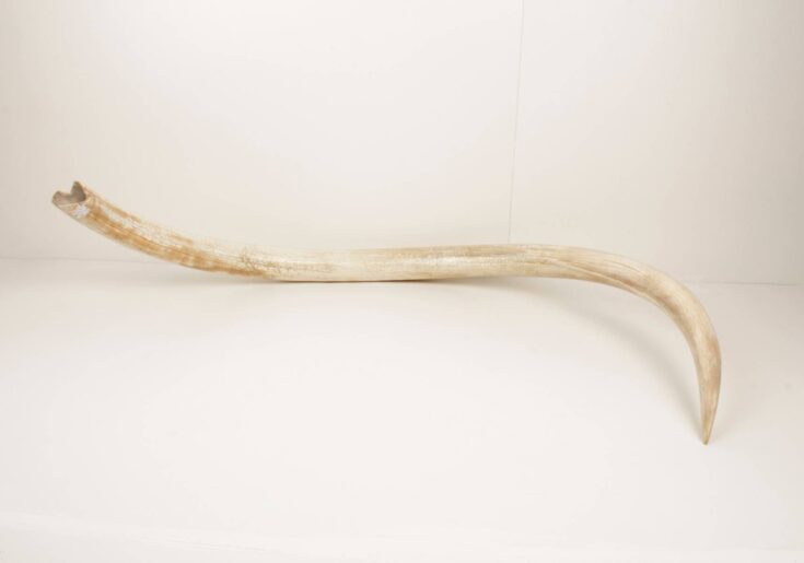 mammoth tusk for sale