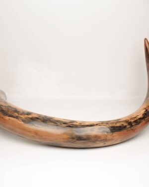 woolly mammoth tusk for sale