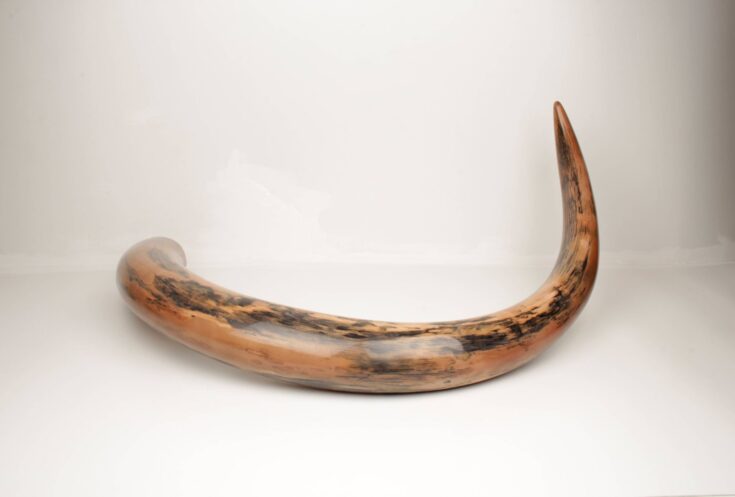 woolly mammoth tusk for sale